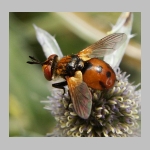 Gymnosoma sp - Raupenfliege 17.jpg